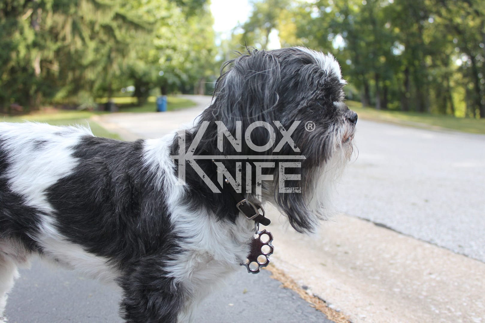 Puppyknucks Pet Brass Knuckles ID Tag by KnoxKnives