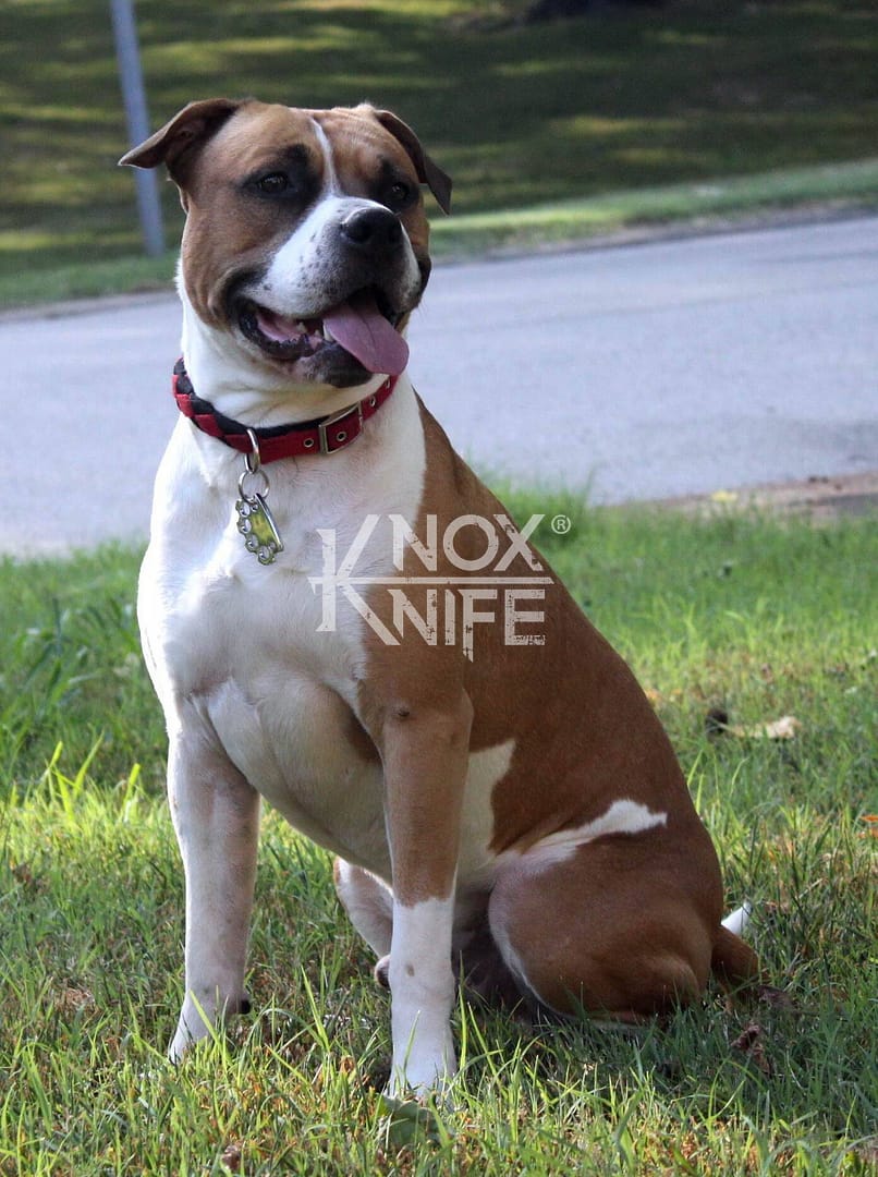 Puppyknucks Pet Brass Knuckles ID Tag by KnoxKnives